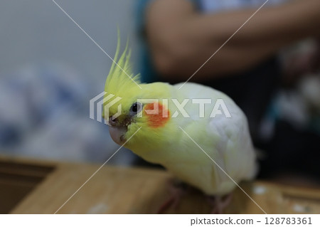 Cockatiel Cockatiel 128783361