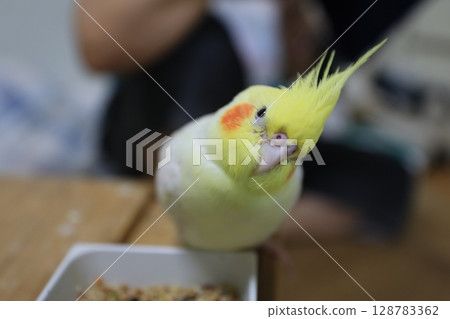 玄鳳鸚鵡 128783362