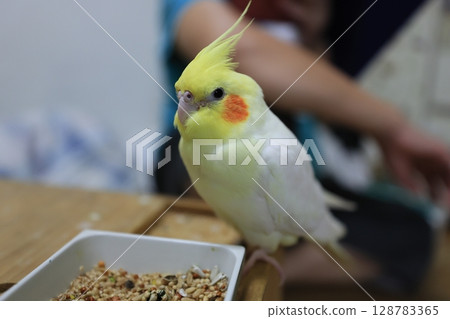 Cockatiel 128783365