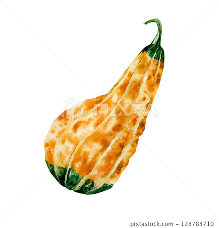 Watercolor pumpkin painted in rustic orange and green tones. Hand-drawn halloween autumn vegetable perfect for harvest and thanksgiving themes. Isolated botanical illustration for seasonal food and Watercolor pumpkin painted in rustic orange and green tones. Hand-drawn halloween autumn vegetable perfect for harvest and thanksgiving themes. Isolated botanical illustration for seasonal food and 128783710