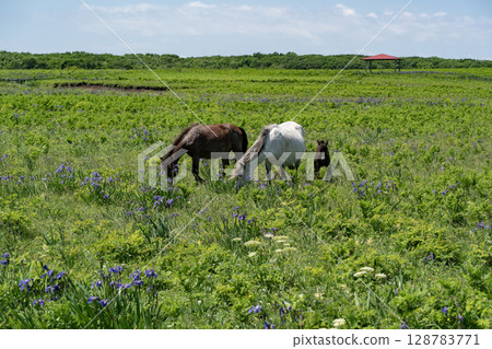 Northern wilderness garden 128783771