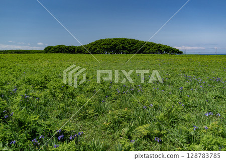 Northern wilderness garden 128783785