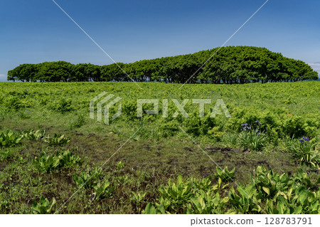 Northern wilderness garden Northern wilderness garden 128783791