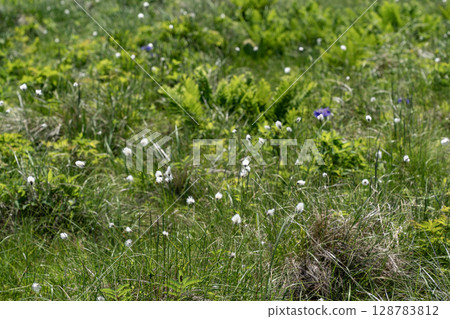 Northern wilderness garden Northern wilderness garden 128783812