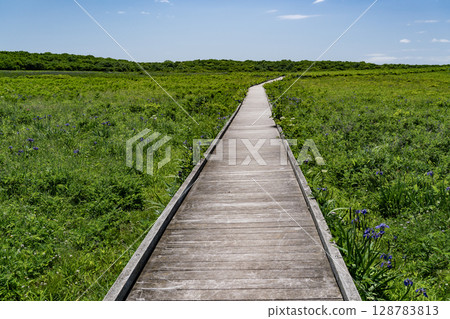 Northern wilderness garden Northern wilderness garden 128783813