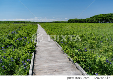 Northern wilderness garden 128783816