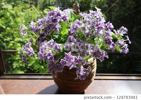 Arranging cut back phlox Arranging cut back phlox 128783981