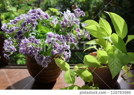 Phlox and pothos cut back in bay window Phlox and pothos cut back in bay window 128783986