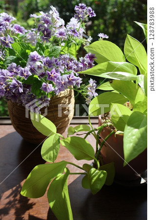 Phlox and pothos cut back in bay window Phlox and pothos cut back in bay window 128783988