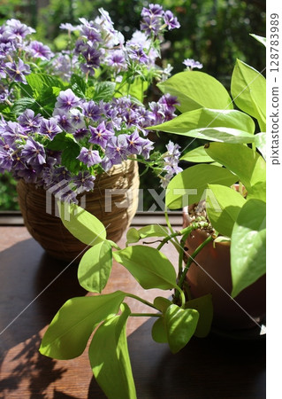 福祿考和綠蘿在凸窗處修剪 128783989