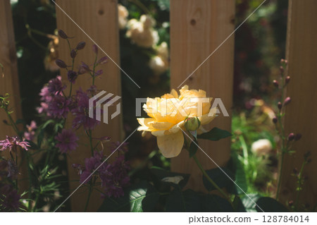 Hidden flower 128784014