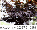 Autumnal maple leaves 128784168