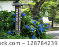 Iiyama City Hydrangea 128784239