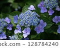 Iiyama City Hydrangea 128784240