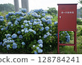 Iiyama City Hydrangea 128784241