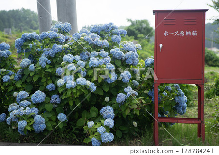 Iiyama City Hydrangea 128784241