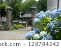 Iiyama City Hydrangea 128784242