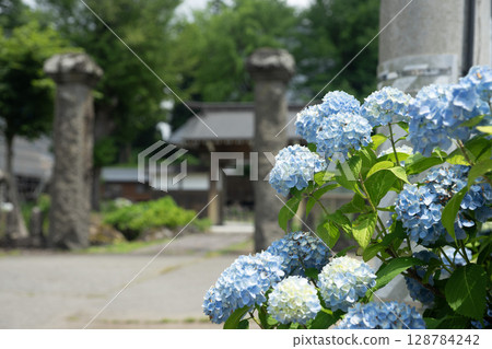 飯山市繡球花 128784242