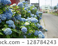 Iiyama City Hydrangea 128784243