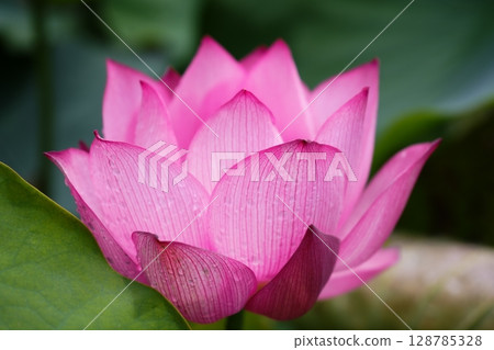 風景與蓮花 風景與蓮花 128785328
