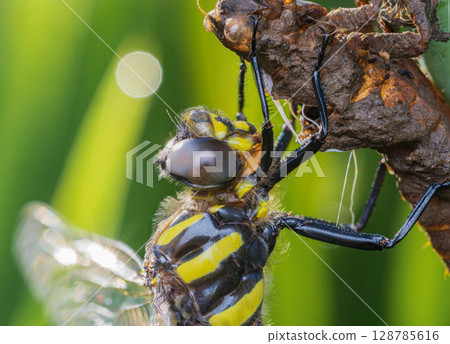 Oniyamama出現後不久 Oniyamama出現後不久 128785616