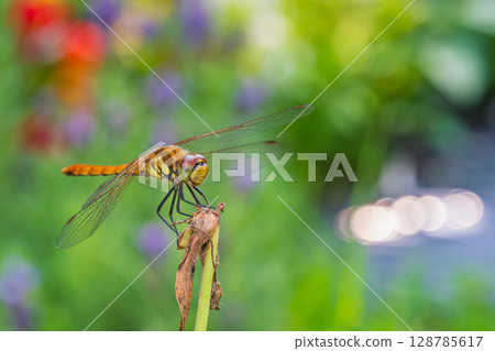 Akiakane Akiakane 128785617