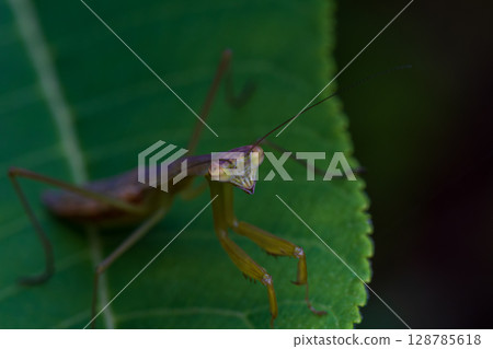 A giant mantis larva hiding in the bushes and hunting 128785618