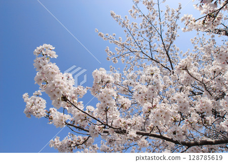 Spring cherry blossoms blooming under the blue sky 128785619