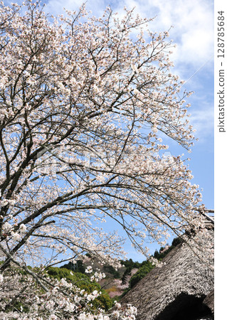 Sakurabuchi Park 128785684