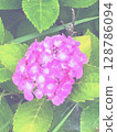 hydrangea flower 128786094