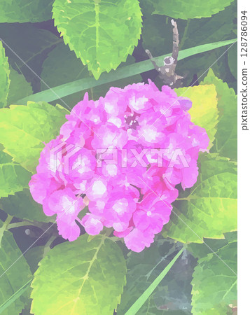 繡球花 128786094