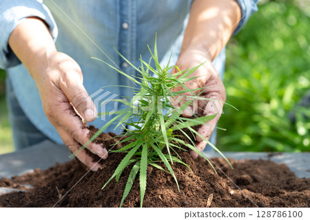 Gardener woman plant a tree with peat moss organic matter improve soil for agriculture organic plant growing, ecology. Gardener woman plant a tree with peat moss organic matter improve soil for agriculture organic plant growing, ecology. 128786100