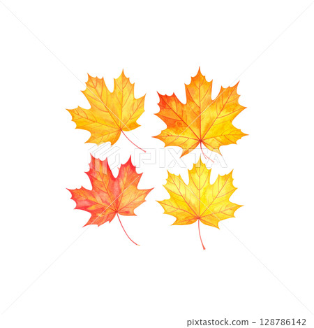 Colorful autumn maple and oak leaves isolated on white background. 128786142