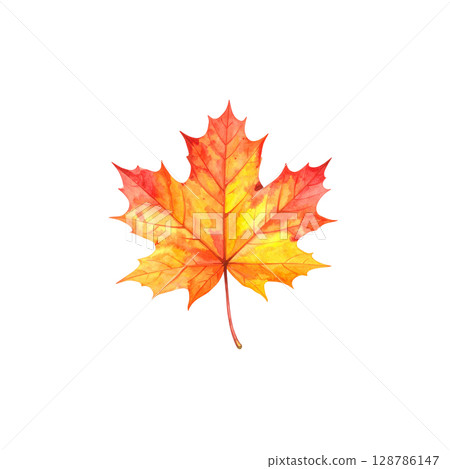 Colorful autumn maple and oak leaves isolated on white background. Colorful autumn maple and oak leaves isolated on white background. 128786147