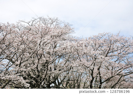 Sakurabuchi Park Sakurabuchi Park 128786196