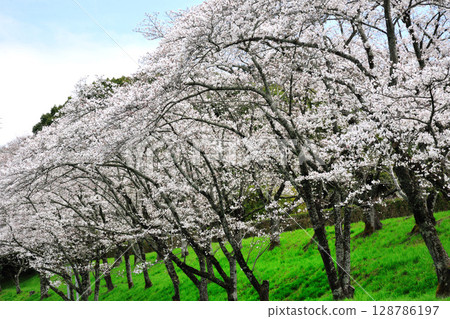 Sakurabuchi Park Sakurabuchi Park 128786197