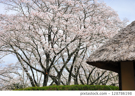 Sakurabuchi Park 128786198
