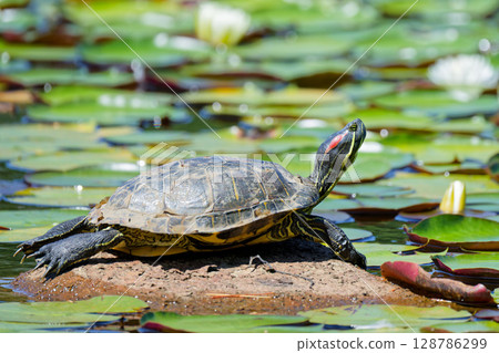 A red-eared slider basking on a rock in a pond 128786299