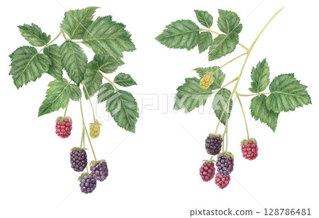 用水彩畫出許多黑莓葉和漿果 128786481