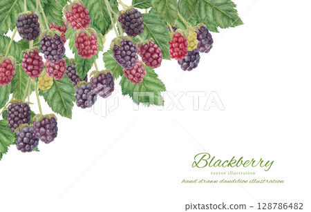 Analog watercolor painting of a background of ripe blackberries 128786482