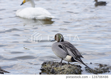 雄性針尾鴨在水邊休息 雄性針尾鴨在水邊休息 128786486