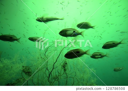 Small fish swimming in a green swamp or pond Small fish swimming in a green swamp or pond 128786508