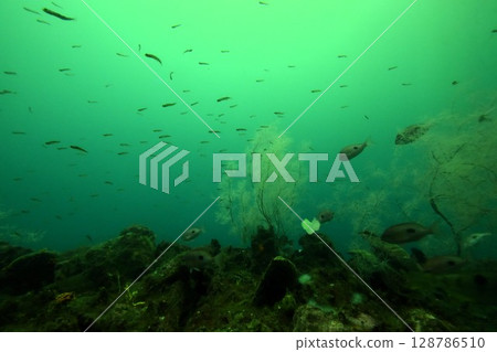 A school of small fish swimming in a clear green pond A school of small fish swimming in a clear green pond 128786510