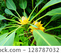 Musella lasiocarpa. Ensete lasiocarpum (Franch.) Cheesman 128787032