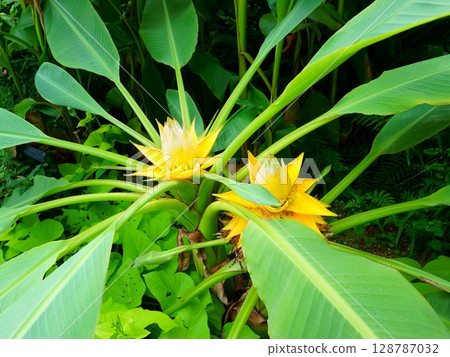 Musella lasiocarpa. Ensete lasiocarpum (Franch.) Cheesman 128787032
