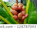 Musa velutina H. Wendl. & Drude, the hairy banana or pink banana, is a diploid species of wild banana 128787043