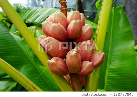 Musa velutina H. Wendl. & Drude, the hairy banana or pink banana, is a diploid species of wild banana Musa velutina H. Wendl. & Drude, the hairy banana or pink banana, is a diploid species of wild banana 128787043