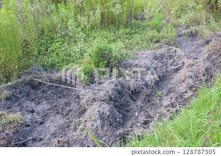 Fallow land destroyed by wild boars 128787305