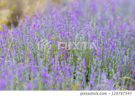 Purple lavender field close-up 128787347