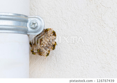 Wasp nest with insects and larvae Wasp nest with insects and larvae 128787439